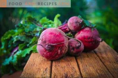 Beets: the benefits and harm to the body