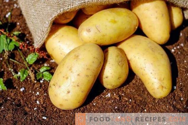 Przegląd niedrogich sposobów wstępnego przygotowania ziemniaków na choroby i szkodniki
