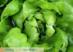 Kaip užšaldyti salotų lapus žiemai