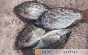 Fisch-Tilapia: Nutzen und Schaden