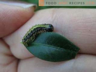 Lepidocide jest skutecznym lekiem przeciwko szkodnikom zjadającym liście
