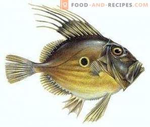 Dori Fish: Avantages et inconvénients